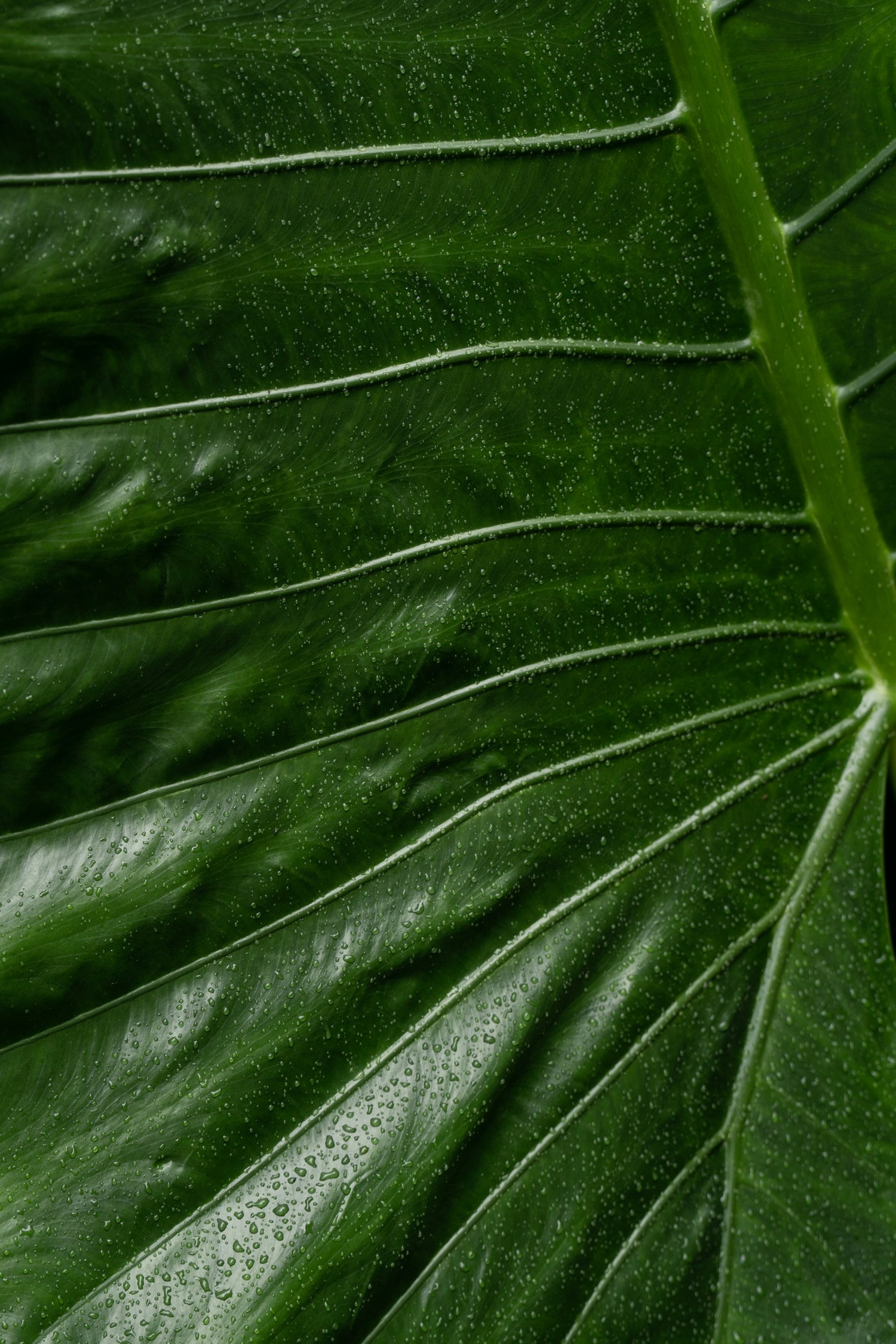 Ein grünes Blatt mit Wassertropfen