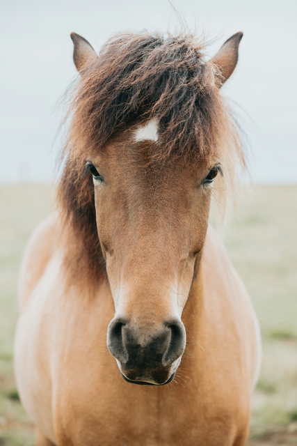 Braunes Pferd frontal fotografiert